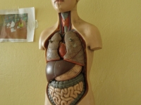 Dieses Anatomie-Modell wird seit Jahrzehnten zur Schulung im Bong Mine-Hospital benutzt